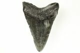 Fossil Megalodon Tooth - South Carolina #171105-1